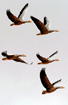 Flying bar-headed goose