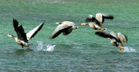 Bar-headed goose on lake